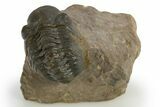 Reedops Trilobite - Atchana, Morocco #310642-1